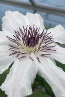 Snow Queen Clematis - 1 Gallon Pot -Garden Outdoor Plant Store clematis snow queen 5