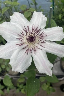 Snow Queen Clematis - 1 Gallon Pot -Garden Outdoor Plant Store clematis snow queen 7