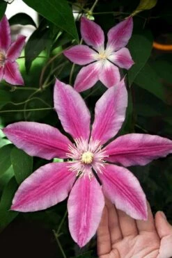Sugar Candy Clematis - 1 Gallon Pot 13 Sugar Candy Clematis - 1 Gallon Pot -Garden Outdoor Plant Store clematis sugar candy 3