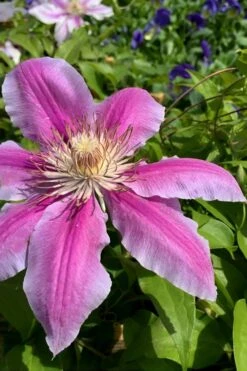 Sugar Candy Clematis - 1 Gallon Pot 11 Sugar Candy Clematis - 1 Gallon Pot -Garden Outdoor Plant Store clematis sugar candy 4