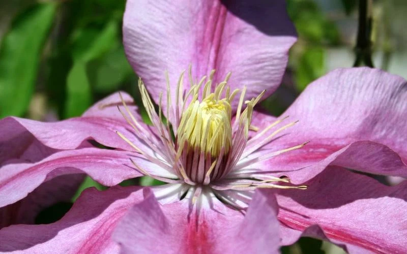 Sugar Candy Clematis - 1 Gallon Pot 7 Sugar Candy Clematis - 1 Gallon Pot - Image 5