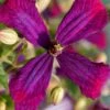 Sweet Summer Love Clematis - 1 Gallon Pot -Garden Outdoor Plant Store clematis sweet summer love 6
