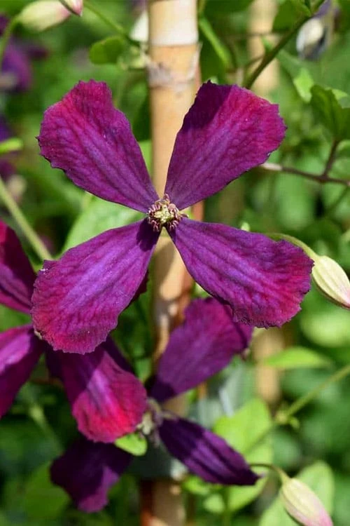 Sweet Summer Love Clematis - 1 Gallon Pot 9 Sweet Summer Love Clematis - 1 Gallon Pot - Image 7