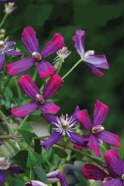 Sweet Summer Love Clematis - 1 Gallon Pot 12 Sweet Summer Love Clematis - 1 Gallon Pot -Garden Outdoor Plant Store clematis sweet summer love 8