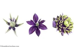 Taiga Clematis - 1 Gallon Pot -Garden Outdoor Plant Store clematis taiga 24