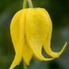 Tangutica Yellow Clematis - 1 Gallon Pot 1 Tangutica Yellow Clematis - 1 Gallon Pot -Garden Outdoor Plant Store clematis tanguitica 6