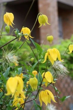 Tangutica Yellow Clematis - 1 Gallon Pot -Garden Outdoor Plant Store clematis tangutica 1