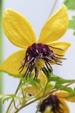 Tangutica Yellow Clematis - 1 Gallon Pot -Garden Outdoor Plant Store clematis tangutica 2