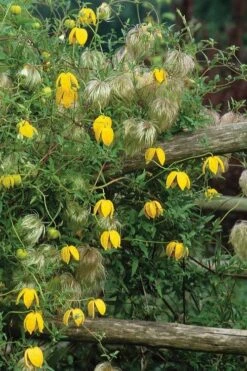 Tangutica Yellow Clematis - 1 Gallon Pot -Garden Outdoor Plant Store clematis tangutica 4