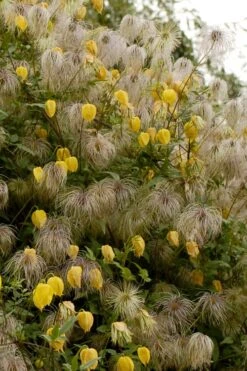 Tangutica Yellow Clematis - 1 Gallon Pot -Garden Outdoor Plant Store clematis tangutica flowers and seedheads