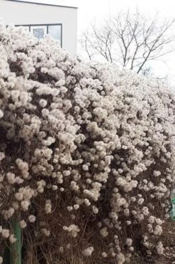 Tangutica Yellow Clematis - 1 Gallon Pot -Garden Outdoor Plant Store clematis tangutica seedheads winter