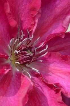 Garland Tekla Clematis - 1 Gallon Pot -Garden Outdoor Plant Store clematis tekla 1