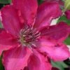 Garland Tekla Clematis - 1 Gallon Pot -Garden Outdoor Plant Store clematis tekla 2