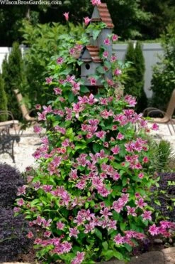 Duchess Of Albany Clematis - 1 Gallon Pot -Garden Outdoor Plant Store clematis texensis duchess of albany 15