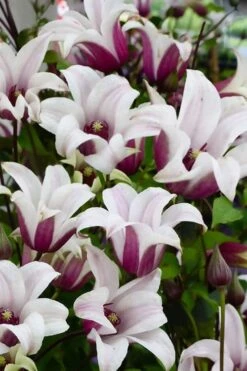 Princess Kate Clematis - 1 Gallon Pot -Garden Outdoor Plant Store clematis texensis princess kate 14