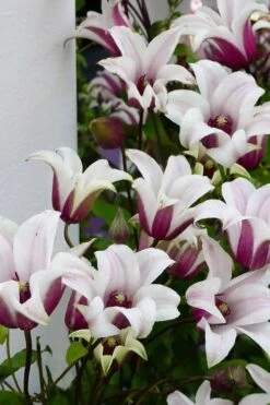 Princess Kate Clematis - 1 Gallon Pot -Garden Outdoor Plant Store clematis texensis princess kate 15