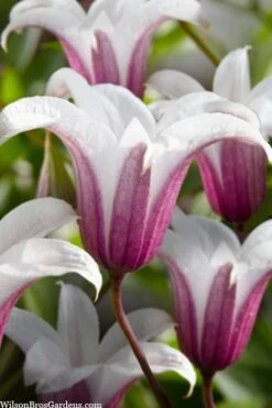 Princess Kate Clematis - 1 Gallon Pot -Garden Outdoor Plant Store clematis texensis princess kate 23