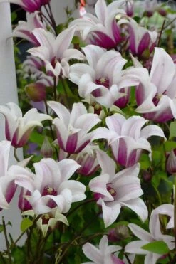 Princess Kate Clematis - 1 Gallon Pot -Garden Outdoor Plant Store clematis texensis princess kate 4