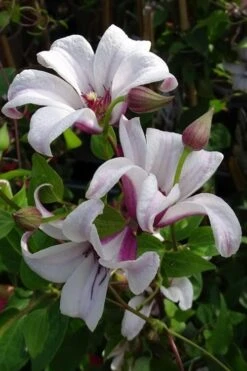 Princess Kate Clematis - 1 Gallon Pot -Garden Outdoor Plant Store clematis texensis princess kate 5