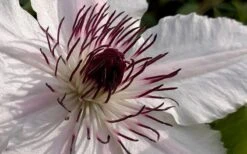 The Countess Of Wessex Clematis - 1 Gallon Pot -Garden Outdoor Plant Store clematis the countess of wessex 1