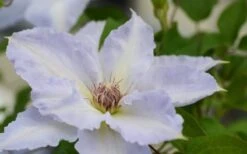 Tranquilite Clematis - 1 Gallon Pot -Garden Outdoor Plant Store clematis tranquilete 1