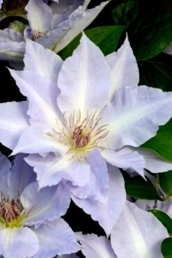 Tranquilite Clematis - 1 Gallon Pot -Garden Outdoor Plant Store clematis tranquilete 3