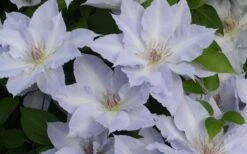 Tranquilite Clematis - 1 Gallon Pot -Garden Outdoor Plant Store clematis tranquilete 4