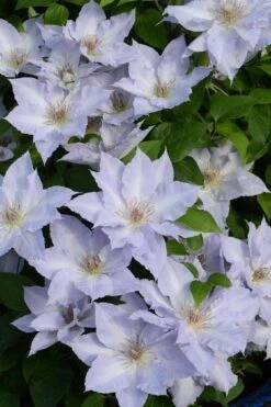 Tranquilite Clematis - 1 Gallon Pot -Garden Outdoor Plant Store clematis tranquilite 11