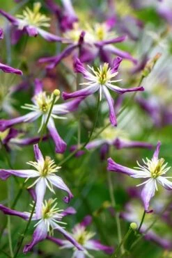 Rubromarginata Fragrant Clematis - 1 Gallon Pot -Garden Outdoor Plant Store clematis triternata rubromarginata 2
