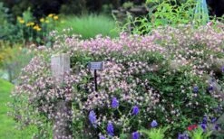 Rubromarginata Fragrant Clematis - 1 Gallon Pot -Garden Outdoor Plant Store clematis triternata rubromarginata 6