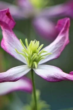 Rubromarginata Fragrant Clematis - 1 Gallon Pot -Garden Outdoor Plant Store clematis triternata rubromarginata 7