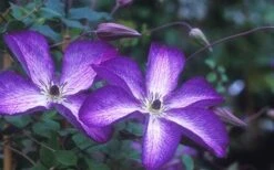 Venosa Violacea Clematis - 1 Gallon Pot 20 Venosa Violacea Clematis - 1 Gallon Pot -Garden Outdoor Plant Store clematis venosa violacea 1