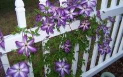 Venosa Violacea Clematis - 1 Gallon Pot 18 Venosa Violacea Clematis - 1 Gallon Pot -Garden Outdoor Plant Store clematis venosa violacea 4