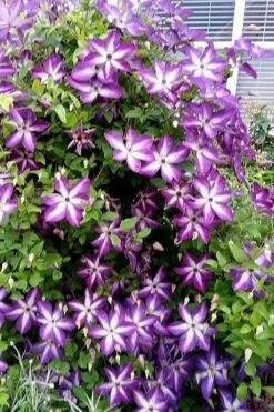Venosa Violacea Clematis - 1 Gallon Pot 21 Venosa Violacea Clematis - 1 Gallon Pot -Garden Outdoor Plant Store clematis venosa violacea 5