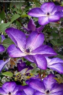 Venosa Violacea Clematis - 1 Gallon Pot 15 Venosa Violacea Clematis - 1 Gallon Pot -Garden Outdoor Plant Store clematis venosa violacea 7