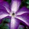 Venosa Violacea Clematis - 1 Gallon Pot 2 Venosa Violacea Clematis - 1 Gallon Pot -Garden Outdoor Plant Store clematis venosa violacea 8