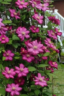 Ville De Lyon Clematis - 1 Gallon Pot 13 Ville De Lyon Clematis - 1 Gallon Pot -Garden Outdoor Plant Store clematis ville de lyon 2