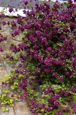 Purpurea Plena Elegans Clematis - 1 Gallon Pot -Garden Outdoor Plant Store clematis viticella purpurea plena elegans 1