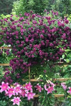 Purpurea Plena Elegans Clematis - 1 Gallon Pot -Garden Outdoor Plant Store clematis viticella purpurea plena elegans 3