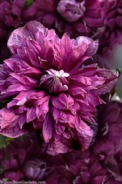 Purpurea Plena Elegans Clematis - 1 Gallon Pot -Garden Outdoor Plant Store clematis viticella purpurea plena elegans 8