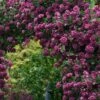 Purpurea Plena Elegans Clematis - 1 Gallon Pot -Garden Outdoor Plant Store clematis viticella purpurea plena elegans 9