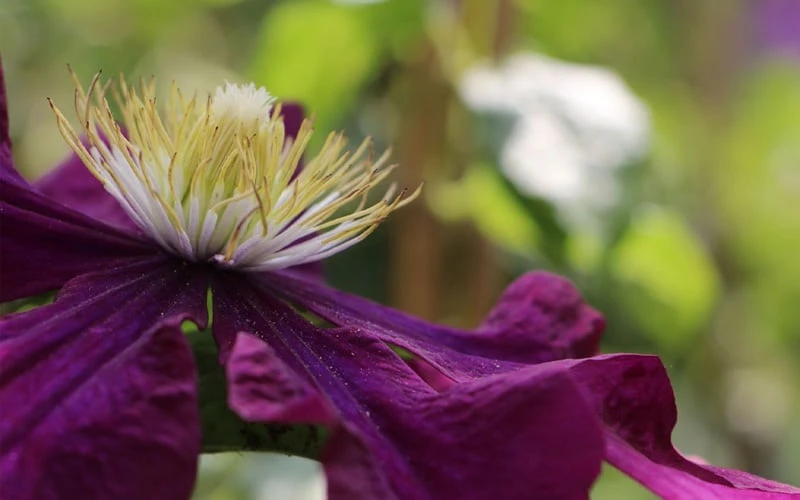 Warsaw Nike Clematis - 1 Gallon Pot 9 Warsaw Nike Clematis - 1 Gallon Pot - Image 7