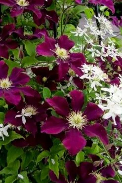Warsaw Nike Clematis - 1 Gallon Pot 14 Warsaw Nike Clematis - 1 Gallon Pot -Garden Outdoor Plant Store clematis warsaw nike 11