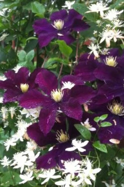 Warsaw Nike Clematis - 1 Gallon Pot 13 Warsaw Nike Clematis - 1 Gallon Pot -Garden Outdoor Plant Store clematis warsaw nike 12