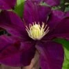 Warsaw Nike Clematis - 1 Gallon Pot 2 Warsaw Nike Clematis - 1 Gallon Pot -Garden Outdoor Plant Store clematis warsaw nike 15