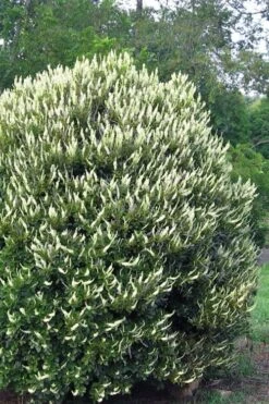 Summersweet Clethra (Sweet Pepperbush) - 1 Gallon Pot 14 Summersweet Clethra (Sweet Pepperbush) - 1 Gallon Pot -Garden Outdoor Plant Store clethra alnifolia summersweet sweet pepper bush 3