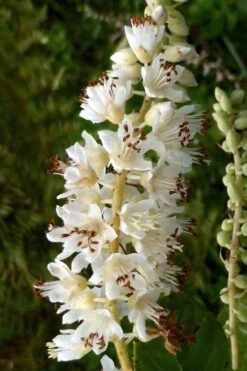 Summersweet Clethra (Sweet Pepperbush) - 1 Gallon Pot 13 Summersweet Clethra (Sweet Pepperbush) - 1 Gallon Pot -Garden Outdoor Plant Store clethra alnifolia summersweet sweet pepper bush 6