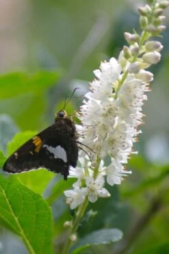 Summersweet Clethra (Sweet Pepperbush) - 1 Gallon Pot 12 Summersweet Clethra (Sweet Pepperbush) - 1 Gallon Pot -Garden Outdoor Plant Store clethra alnifolia summersweet sweet pepper bush 7