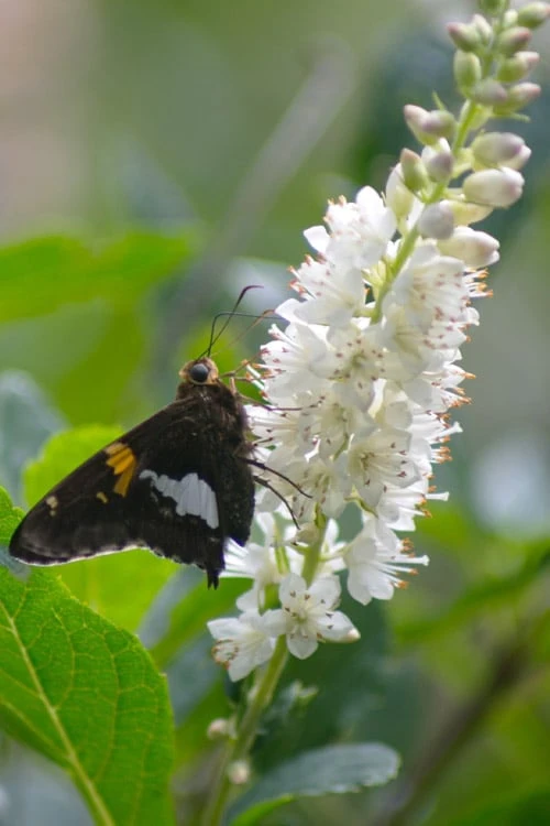 Summersweet Clethra (Sweet Pepperbush) - 1 Gallon Pot 6 Summersweet Clethra (Sweet Pepperbush) - 1 Gallon Pot - Image 4