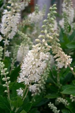 Summersweet Clethra (Sweet Pepperbush) - 1 Gallon Pot 15 Summersweet Clethra (Sweet Pepperbush) - 1 Gallon Pot -Garden Outdoor Plant Store clethra alnifolia summersweet sweet pepper bush 8